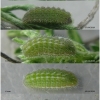 kret pylaon larva3 volg